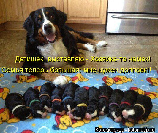 Детишек выставляю - Хозяйке-то намек! Семья теперь большая: мне нужен доппоек!!... Котоматрица: Детишек выставляю - Хозяйке-то намек! Семья теперь большая: мне нужен доппоек!!