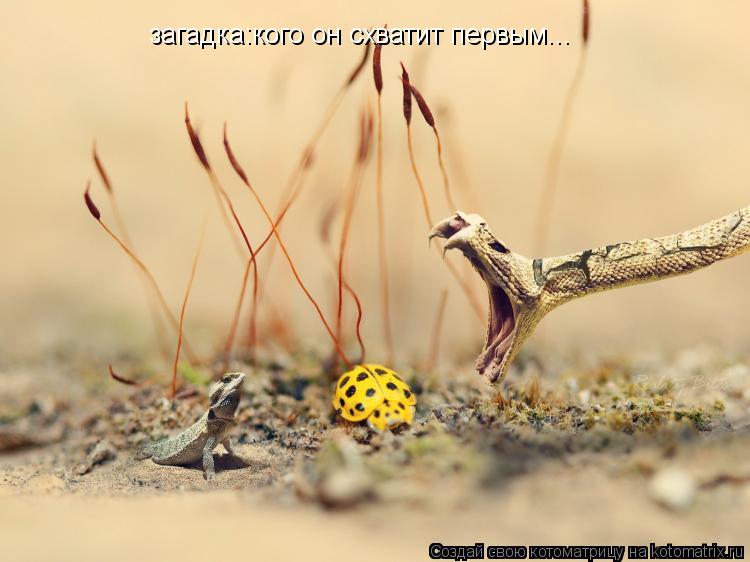 загадка:кого он схватит первым...... Котоматрица: загадка:кого он схватит первым...