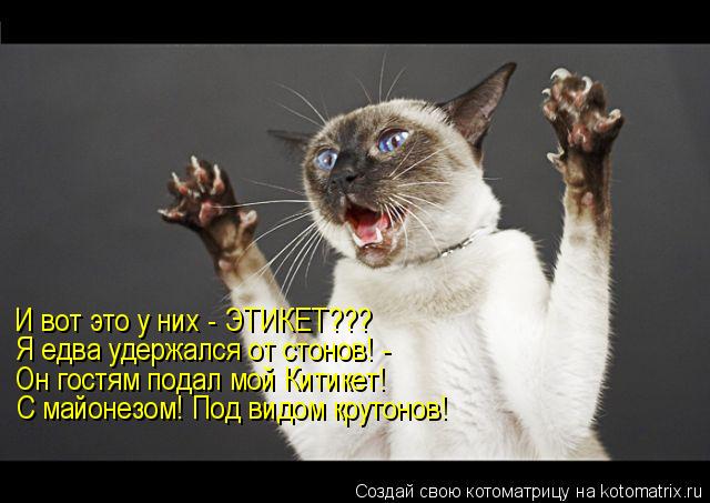 Котоматрица: И вот это у них - ЭТИКЕТ??? Я едва удержался от стонов! - Он гостям подал мой Китикет! С майонезом! Под видом крутонов!