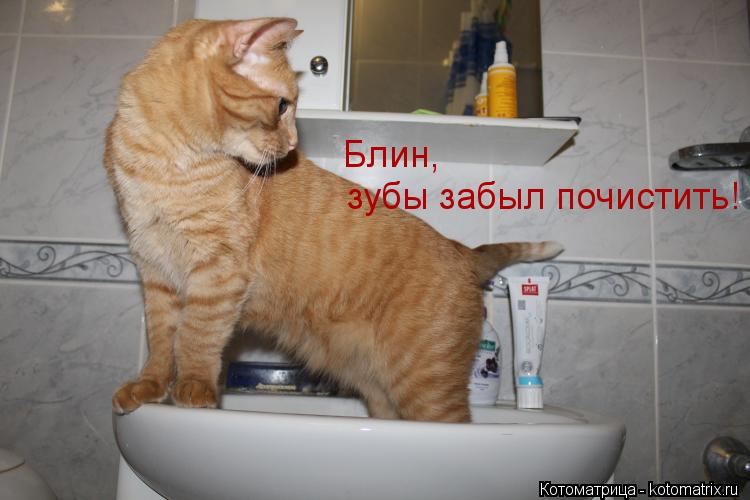 Котоматрица: Блин, зубы забыл почистить!