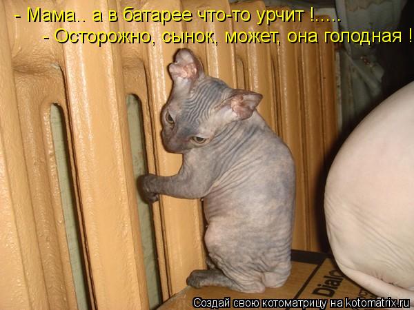 Котоматрица: - Мама.. а в батарее что-то урчит !..... - Осторожно, сынок, может, она голодная !