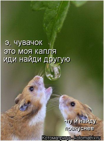 Котоматрица: э, чувачок  это моя капля иди найди другую -ну и найду  повкуснее