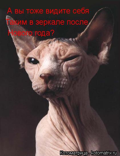 Котоматрица: А вы тоже видите себя  Таким в зеркале после  Нового года?