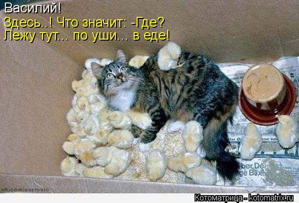 Котоматрица: Василий!  Здесь..! Что значит: -Где?  Лежу тут... по уши... в еде!