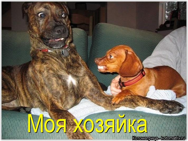 Котоматрица: Моя хозяйка