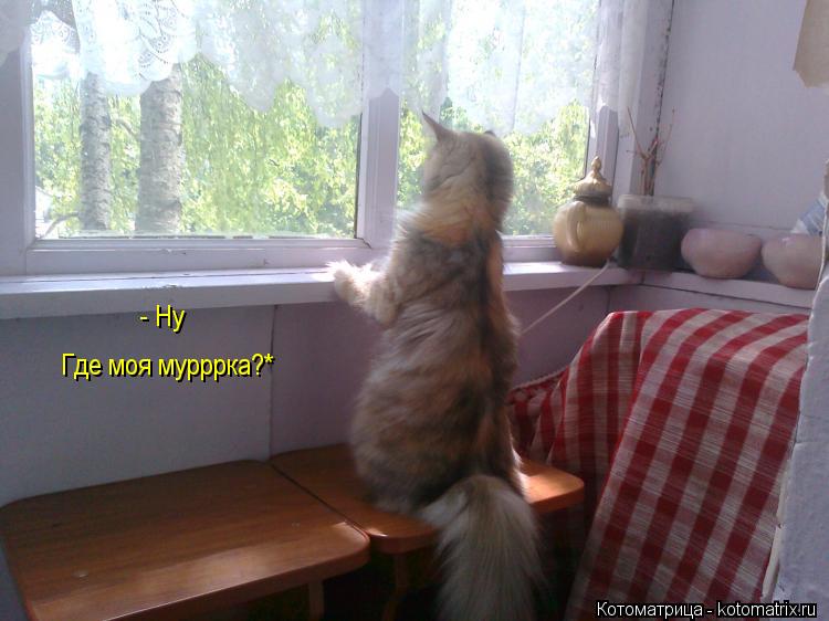 Котоматрица: - Ну Где моя мурррка?*