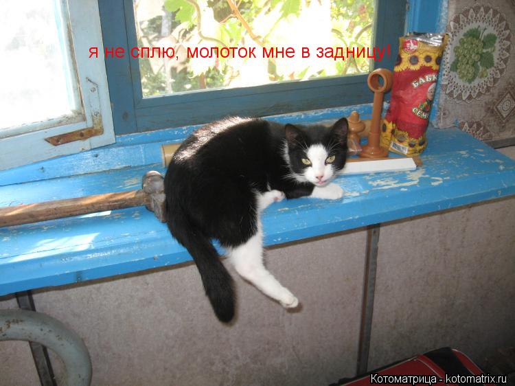 Котоматрица: я не сплю, молоток мне в задницу!