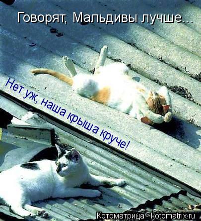 Говорят, Мальдивы лучше... Нет уж, наша крыша круче!... Котоматрица: Говорят, Мальдивы лучше... Нет уж, наша крыша круче!
