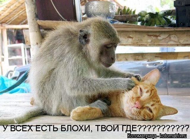 У ВСЕХ ЕСТЬ БЛОХИ, ТВОИ ГДЕ???????????... Котоматрица: У ВСЕХ ЕСТЬ БЛОХИ, ТВОИ ГДЕ???????????