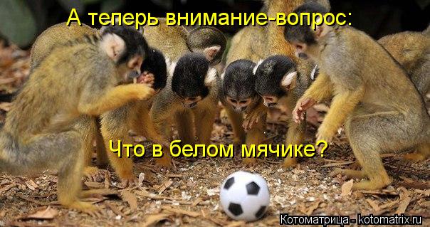 А теперь внимание-вопрос: Что в белом мячике?... Котоматрица: А теперь внимание-вопрос: Что в белом мячике?