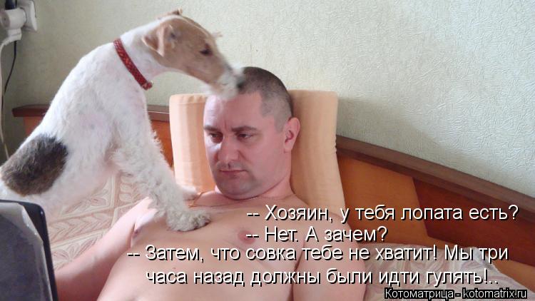 Котоматрица: -- Хозяин, у тебя лопата есть? -- Нет. А зачем? часа назад должны были идти гулять!.. -- Затем, что совка тебе не хватит! Мы три