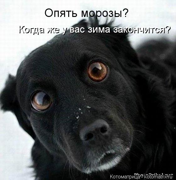 Котоматрица: Опять морозы? Когда же у вас зима закончится?