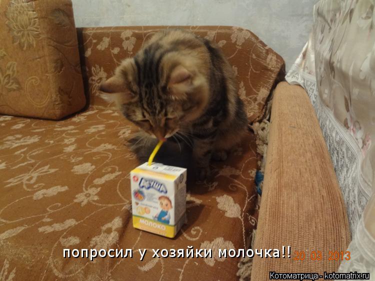 Котоматрица: попросил у хозяйки молочка!!