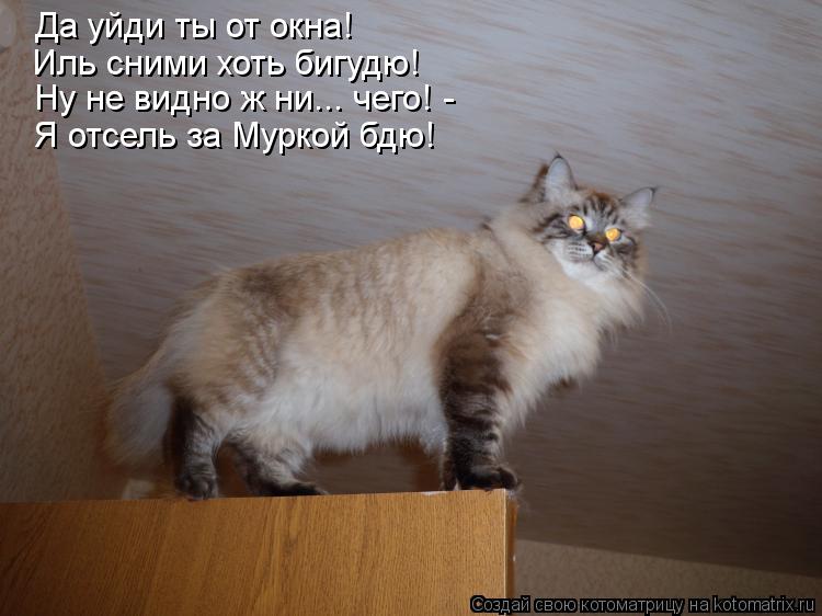Котоматрица: Да уйди ты от окна! Иль сними хоть бигудю! Ну не видно ж ни... чего! -  Я отсель за Муркой бдю!