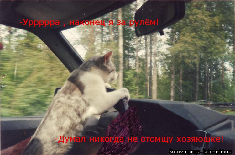 -Уррррра , наконец я за рулём! -Думал никогда не отомщу хозяюшке!... Котоматрица: -Уррррра , наконец я за рулём! -Думал никогда не отомщу хозяюшке!
