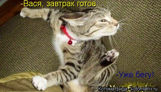 -Вася, завтрак готов... -Уже бегу!... Котоматрица: -Вася, завтрак готов... -Уже бегу!