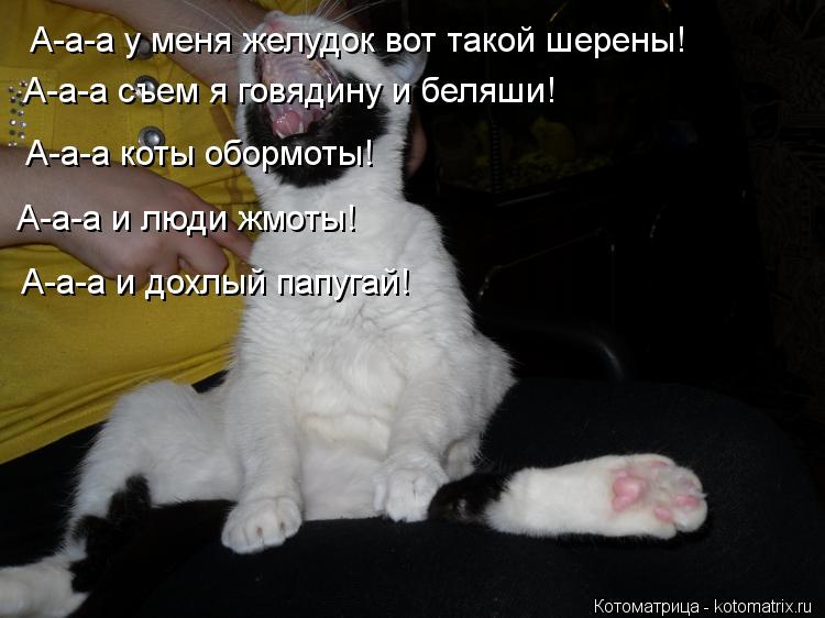 Котоматрица: А-а-а у меня желудок вот такой шерены! А-а-а съем я говядину и беляши! А-а-а коты обормоты! А-а-а и люди жмоты! А-а-а и дохлый папугай!