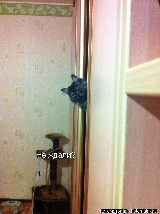 Котоматрица: Не ждали?
