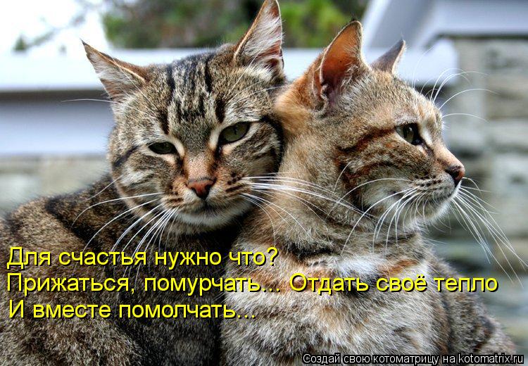 Котоматрица: Для счастья нужно что? Прижаться, помурчать... Отдать своё тепло И вместе помолчать...