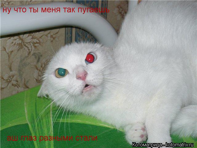 Котоматрица: ну что ты меня так пугаешь аш глаз разными стали