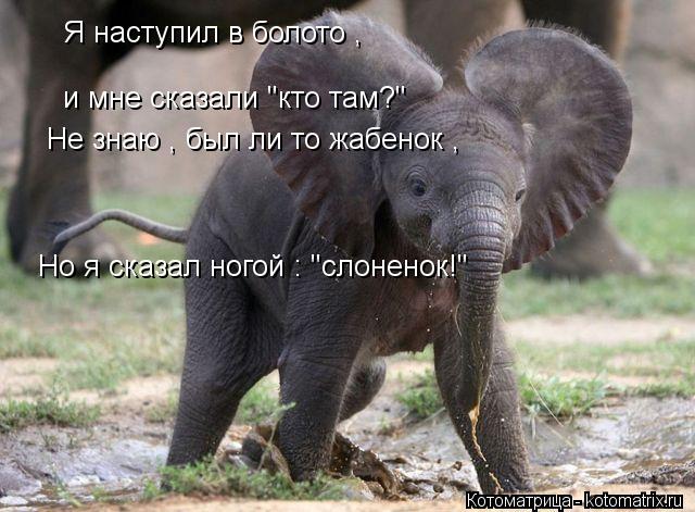 Я наступил в болото , и мне сказали "кто там?" Не знаю , был ли то жабенок , Но я сказал ногой : "сл... Котоматрица: Я наступил в болото , и мне сказали "кто там?" Не знаю , был ли то жабенок , Но я сказал ногой : "слоненок!"