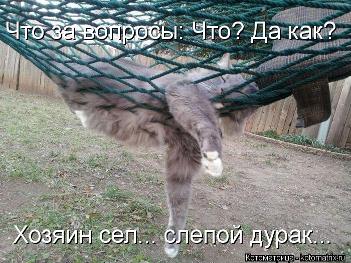 Котоматрица: Что за вопросы: Что? Да как? Хозяин сел... слепой дурак...