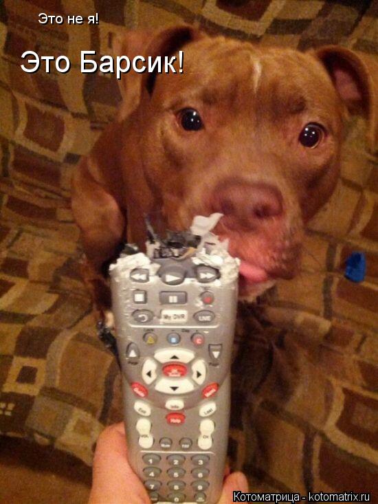 Это не я! Это Барсик!... Котоматрица: Это не я! Это Барсик!