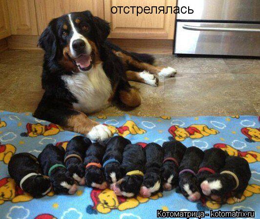 отстрелялась... Котоматрица: отстрелялась
