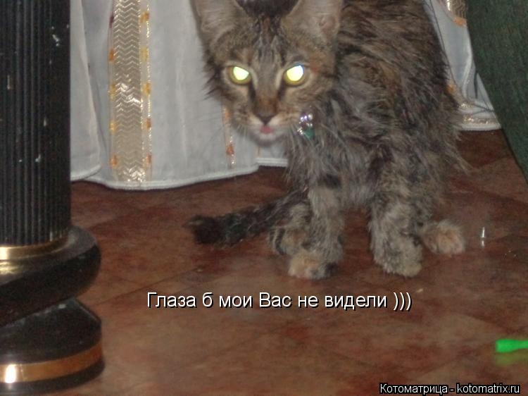 Глаза б мои Вас не видели )))... Котоматрица: Глаза б мои Вас не видели )))