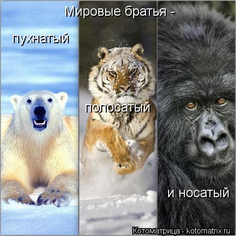 Мировые братья - пухнатый полосатый и носатый... Котоматрица: Мировые братья - пухнатый полосатый и носатый