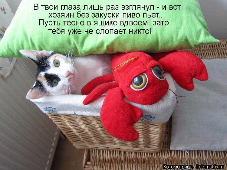 Котоматрица: В твои глаза лишь раз взглянул - и вот хозяин без закуски пиво пьет... Пусть тесно в ящике вдвоем, зато тебя уже не слопает никто!