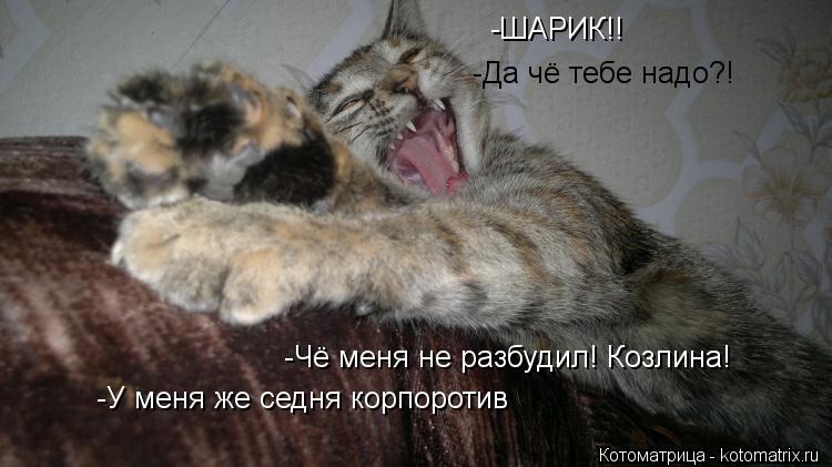 -ШАРИК!! -Да чё тебе надо?! -Чё меня не разбудил! Козлина! -У меня же седня корпоротив... Котоматрица: -ШАРИК!! -Да чё тебе надо?! -Чё меня не разбудил! Козлина! -У меня же седня корпоротив