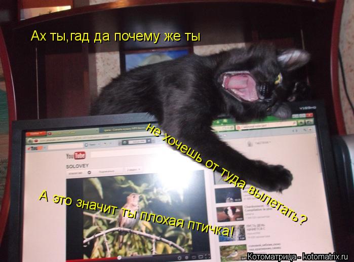Ах ты,гад да почему же ты Ах ты,гад да почему же ты не хочешь от туда вылетать? А это значит ты плох... Котоматрица: Ах ты,гад да почему же ты Ах ты,гад да почему же ты не хочешь от туда вылетать? А это значит ты плохая птичка!