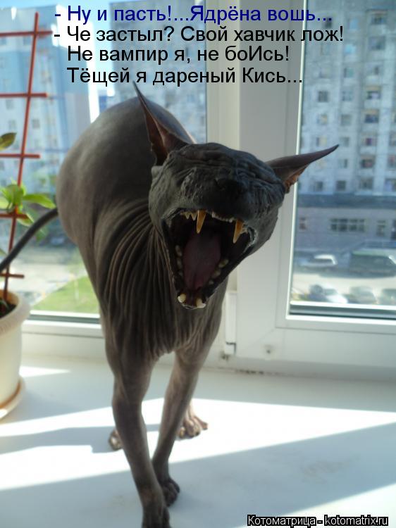 - Че застыл? Свой хавчик лож! Не вампир я, не боИсь! Тёщей я дареный Кись... - Ну и пасть!...Ядрёна в... Котоматрица: - Че застыл? Свой хавчик лож! Не вампир я, не боИсь! Тёщей я дареный Кись... - Ну и пасть!...Ядрёна вошь...