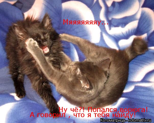 Ну чё?! Попался,ворюга! Мяяяяяяяу... А говорил , что я тебя найду! А говорил , что я тебя найду!... Котоматрица: Ну чё?! Попался,ворюга! Мяяяяяяяу... А говорил , что я тебя найду! А говорил , что я тебя найду!
