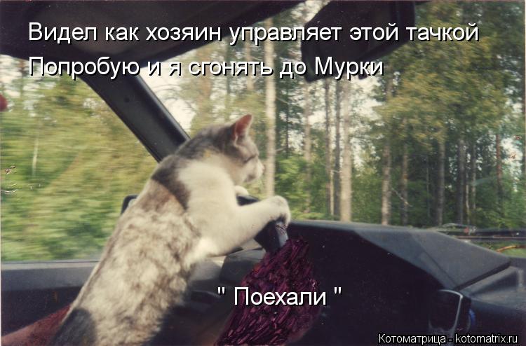 Видел как хозяин управляет этой тачкой Попробую и я сгонять до Мурки " Поехали "... Котоматрица: Видел как хозяин управляет этой тачкой Попробую и я сгонять до Мурки " Поехали "