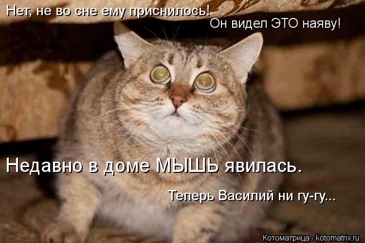 Котоматрица: Он видел ЭТО наяву! Недавно в доме МЫШЬ явилась. Теперь Василий ни гу-гу... Нет, не во сне ему приснилось!