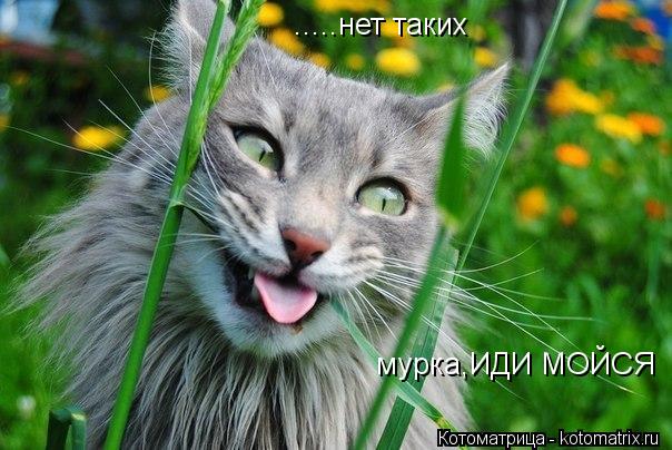 мурка,ИДИ МОЙСЯ .....нет таких... Котоматрица: мурка,ИДИ МОЙСЯ .....нет таких