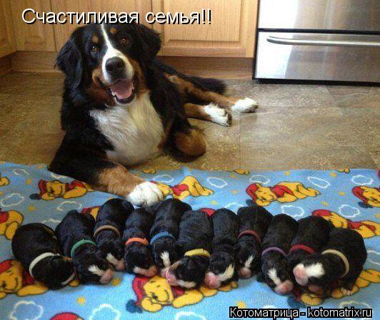 Счастиливая семья!!... Котоматрица: Счастиливая семья!!