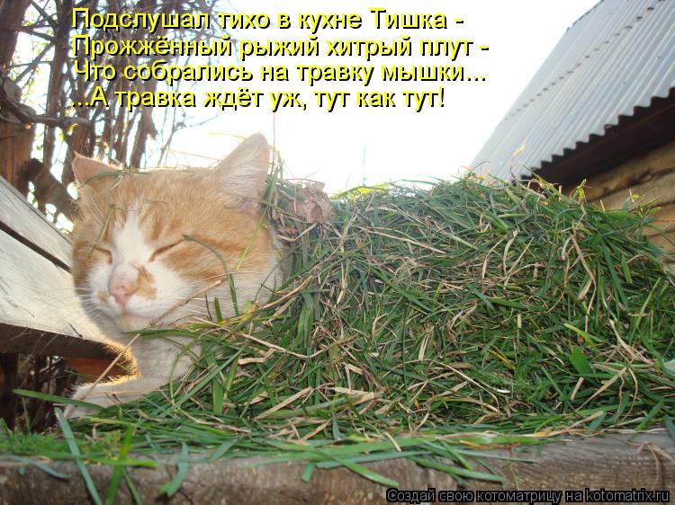 Котоматрица: Подслушал тихо в кухне Тишка - Прожжённый рыжий хитрый плут - Что собрались на травку мышки... ...А травка ждёт уж, тут как тут!
