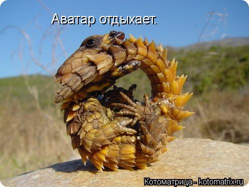 Котоматрица: Аватар отдыхает.