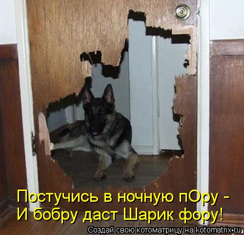 Котоматрица: Постучись в ночную пОру - И бобру даст Шарик фору!