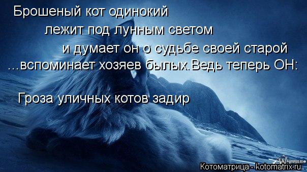 Брошеный кот одинокий лежит под лунным светом и думает он о судьбе своей старой ...вспоминает хозяев ... Котоматрица: Брошеный кот одинокий лежит под лунным светом и думает он о судьбе своей старой ...вспоминает хозяев былых.Ведь теперь ОН: Гроза уличных кот