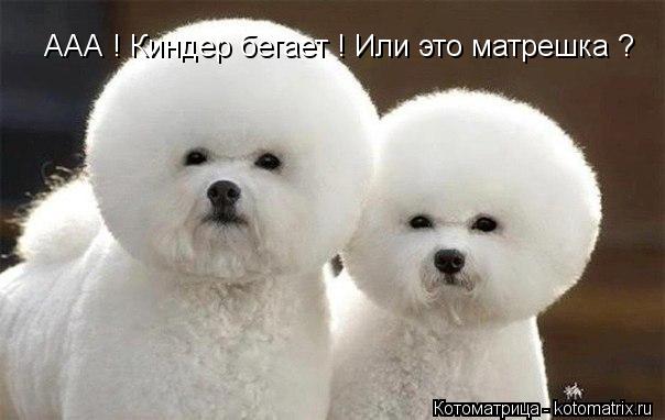 ААА ! Киндер бегает ! Или это матрешка ?... Котоматрица: ААА ! Киндер бегает ! Или это матрешка ?