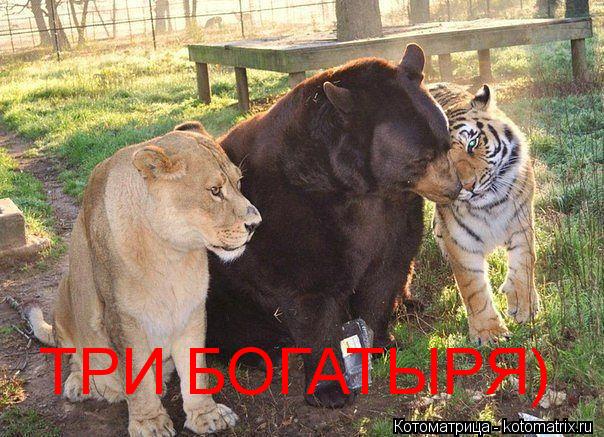 Котоматрица: ТРИ БОГАТЫРЯ)