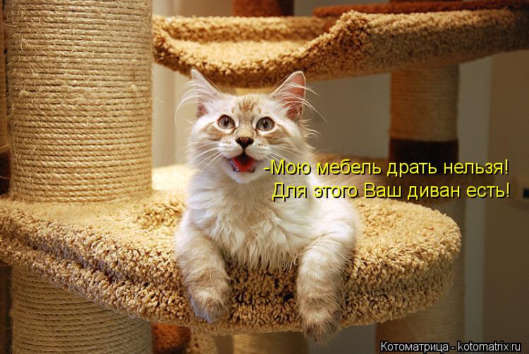 -Мою мебель драть нельзя! Для этого Ваш диван есть!... Котоматрица: -Мою мебель драть нельзя! Для этого Ваш диван есть!