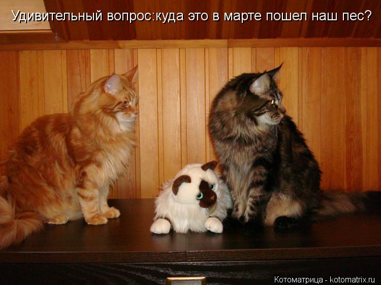 Котоматрица: Удивительный вопрос:куда это в марте пошел наш пес?