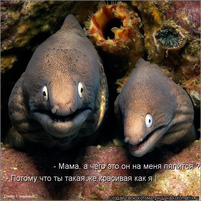 - Мама, а чего это он на меня пялится ? - Потому что ты такая же красивая как я !... Котоматрица: - Мама, а чего это он на меня пялится ? - Потому что ты такая же красивая как я !