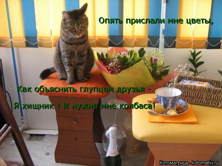 Котоматрица: Опять прислали мне цветы, Как объяснить глупцам друзья - Как объяснить глупцам друзья - Я хищник ! И нужна мне колбаса! Я хищник ! И нужна мне к