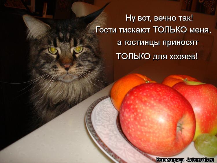 Котоматрица: Ну вот, вечно так! а гостинцы приносят  Гости тискают ТОЛЬКО меня, ТОЛЬКО для хозяев!
